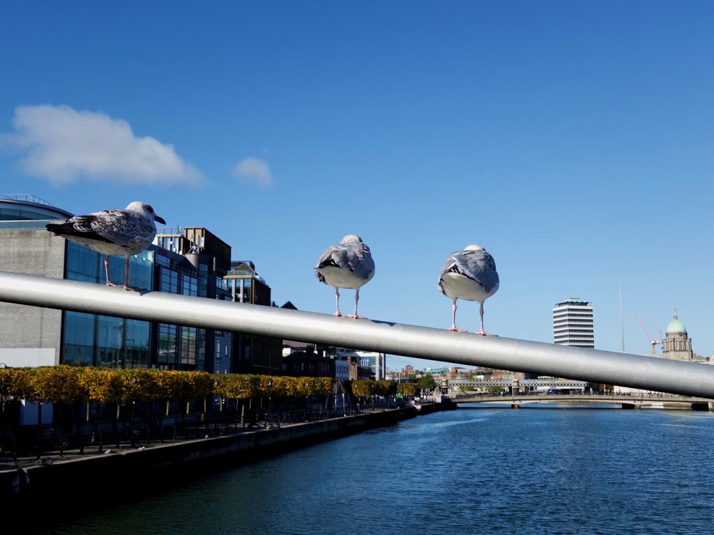 Seagulls perched on a railing, enjoying a view over the river.